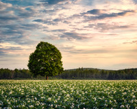 Bridgewater Tree and Potato Blossoms