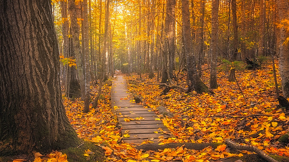 Aroostook State Park Trail Fall