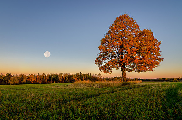 Bridgewater Tree