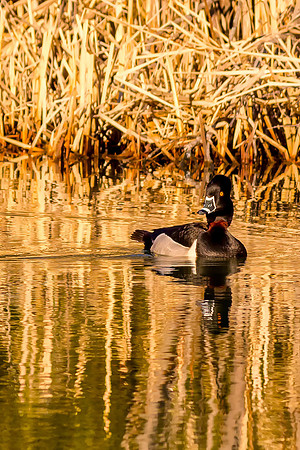 Ring-necked Duck