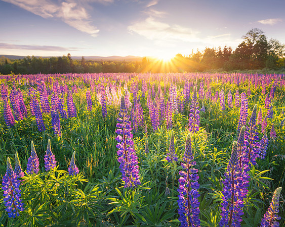 Lupins