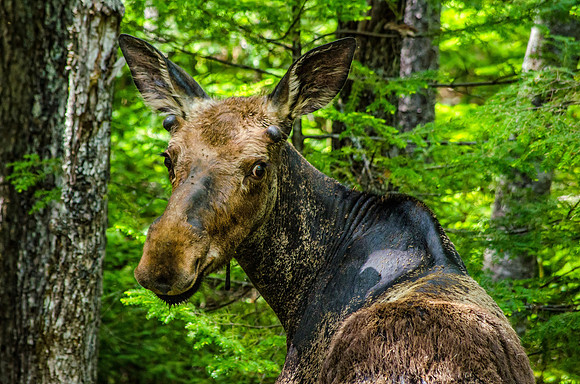 Young Moose