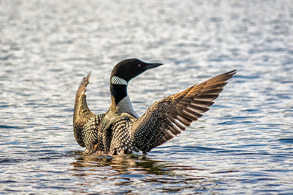 Loon