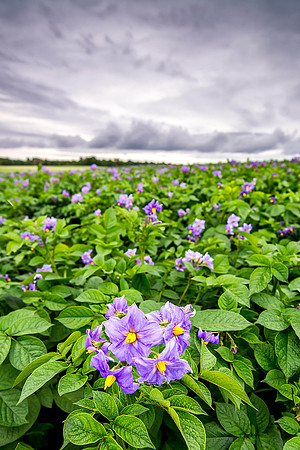 Purple Blossoms