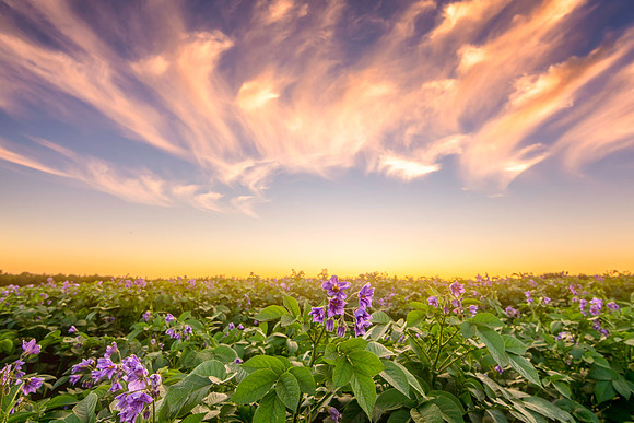 Sunsets and Blossoms
