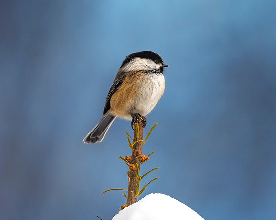 Chickadee
