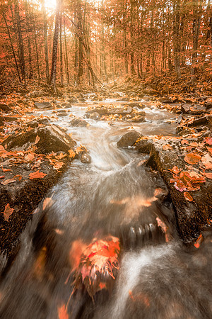 Dream of Autumn