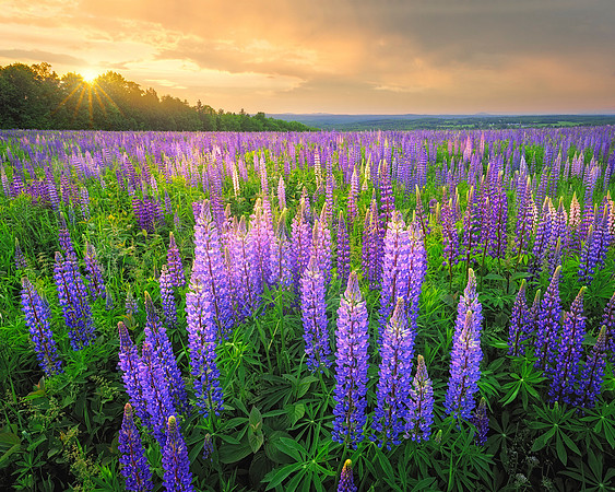 Westford Hill Lupines