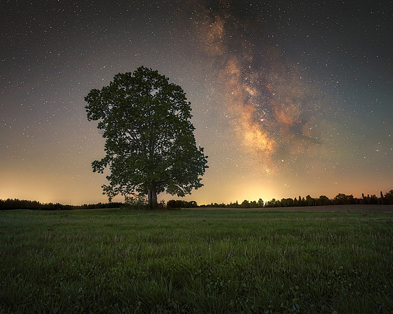 Enchanted Tree