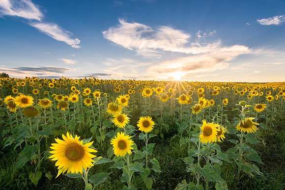 Sunflowers