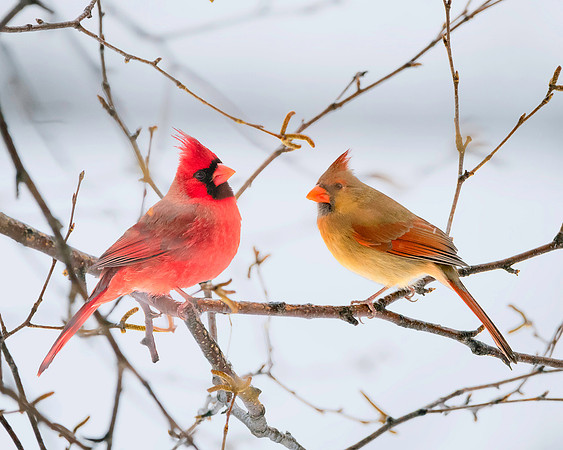 Cardinals
