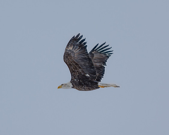 Up Where Eagles Fly