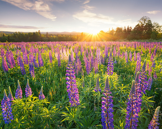 Lupine Field