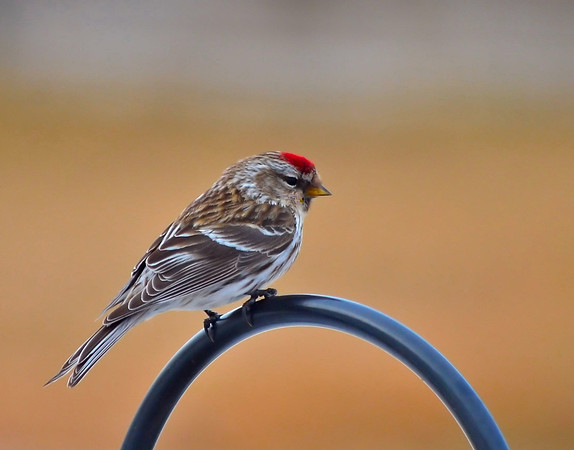 Common Redpoll