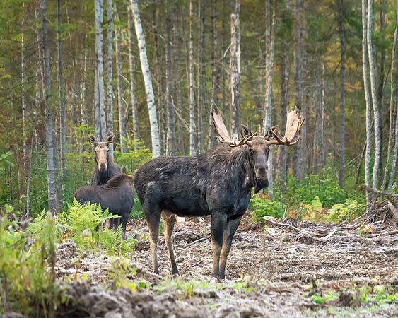 Bull Moose and Family