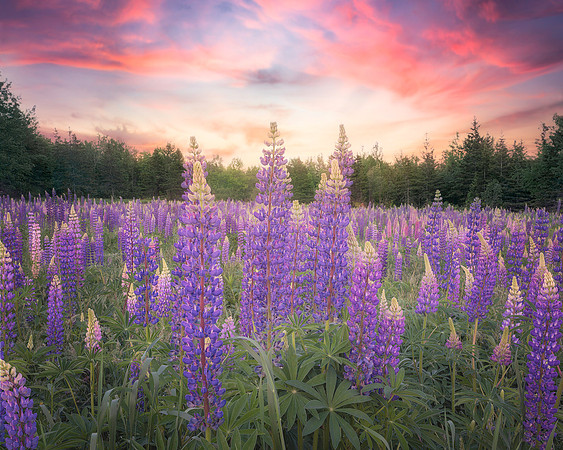 Lupines