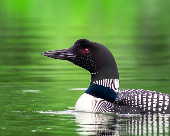 Loon 1