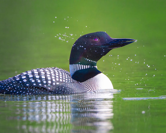 Loon 3