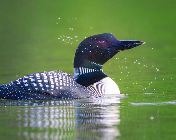 Loon 3