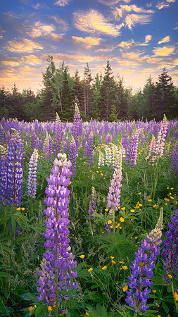 Lupines & Buttercups
