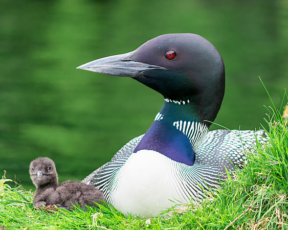 Loon and Baby