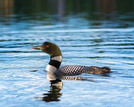 Loon at Sunset