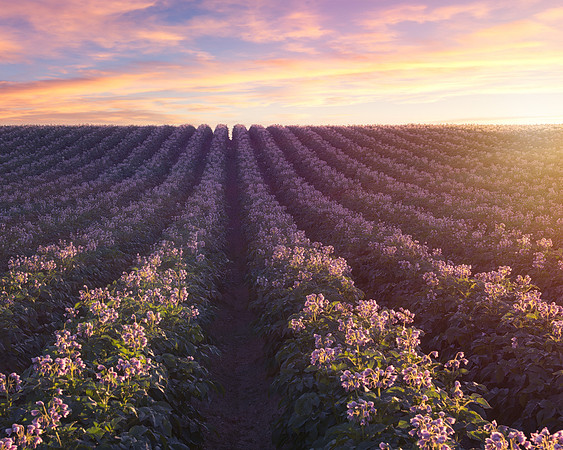 Potato Blossoms and Sunsets