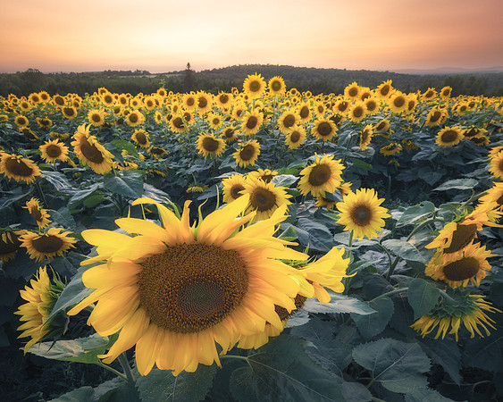Sunflowers