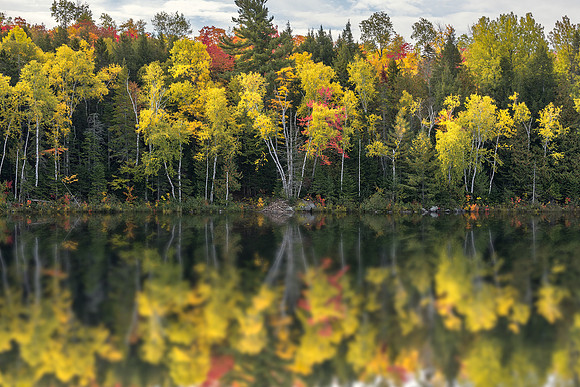 Fall Reflection