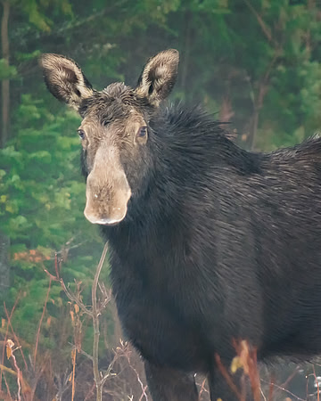 Moose on a fogy day
