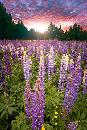 Lupines