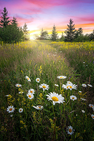 Daisies and Sunsets