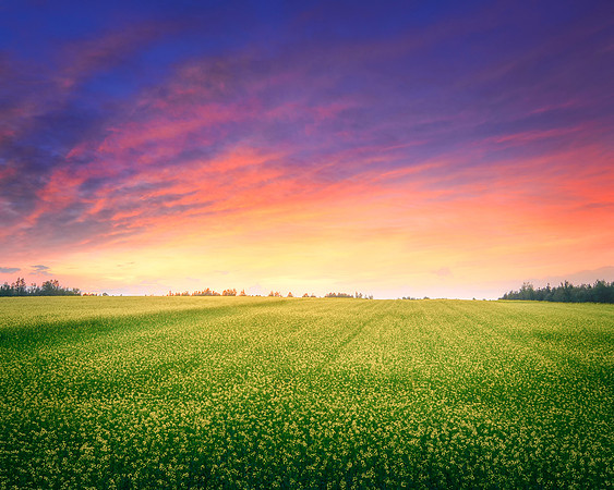 Canola Sunset