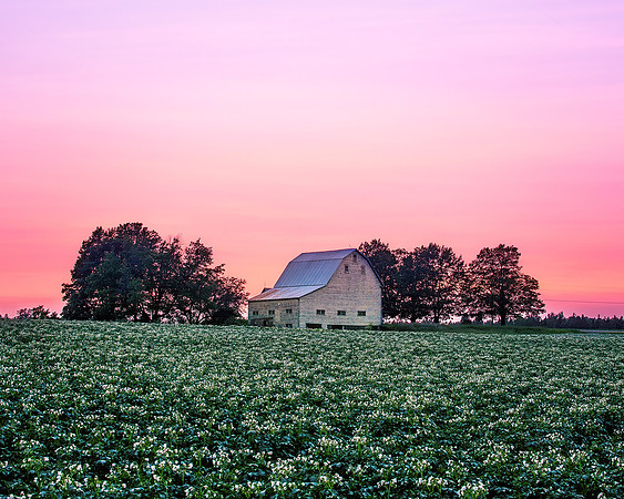 Barns Blossoms and Sunsets
