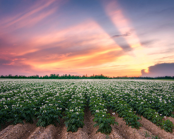 Potato Blossoms and Sunsets