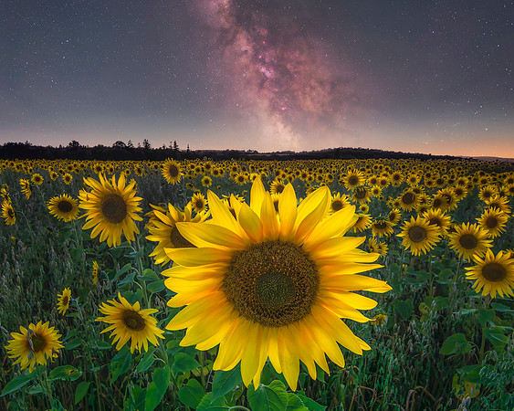 Field of a Thousand Suns