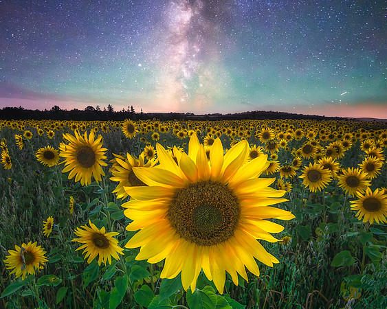 Field of a Thousand Suns