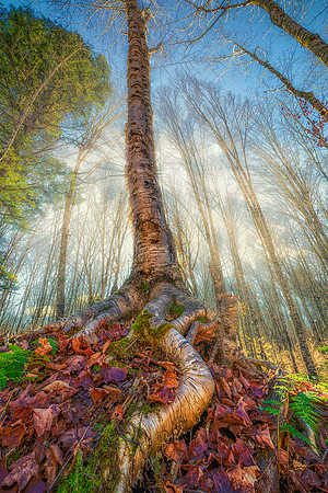 Yellow Birch