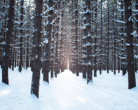 Winter Forest
