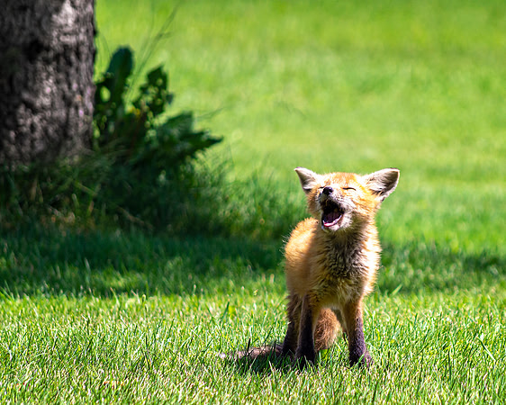 Baby Fox