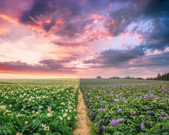 White and Purple Blossoms