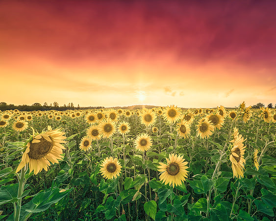 Field Of A Thousand Suns