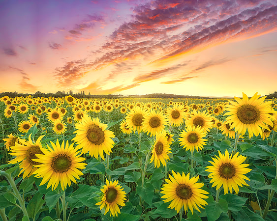 Sunflowers