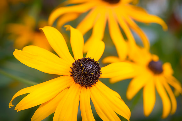 Black-eyed Susans