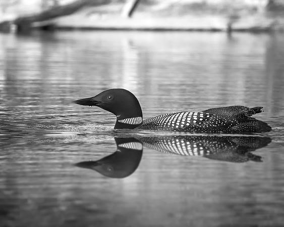 Loon