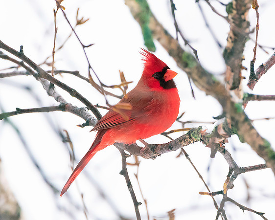 Male Cardinal