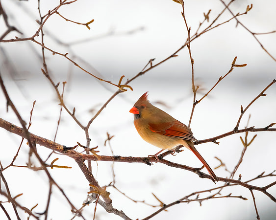 Female Cardinal