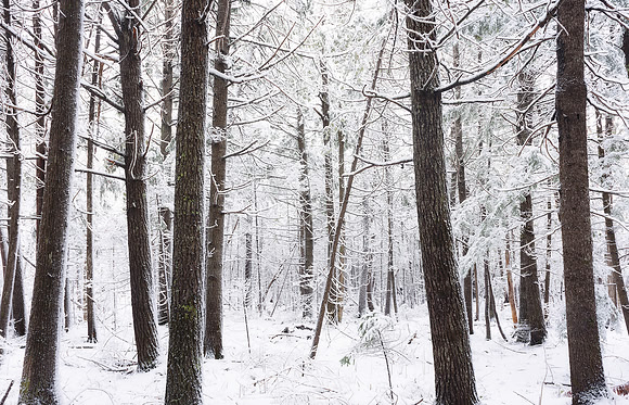 Winer Forest