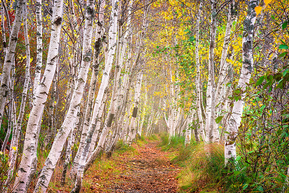 Jesup Path
