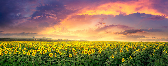 Land of a Thousand Suns